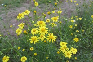 Senecio inaequidens (1200 x 800)